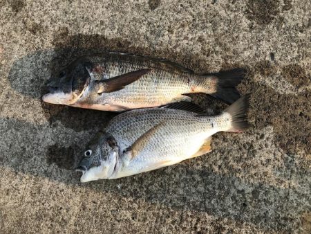 ヘチ釣りでチヌとキビレ！