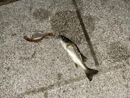 天橋立で五目釣り