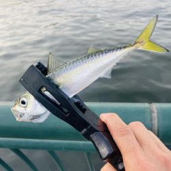 ボンジュール、サヴァ!!