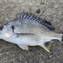 真昼間の岸ジギ