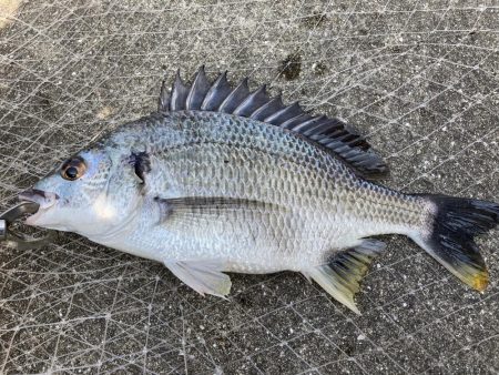 真昼間の岸ジギ