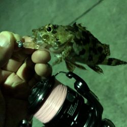 アジング？サビキ？