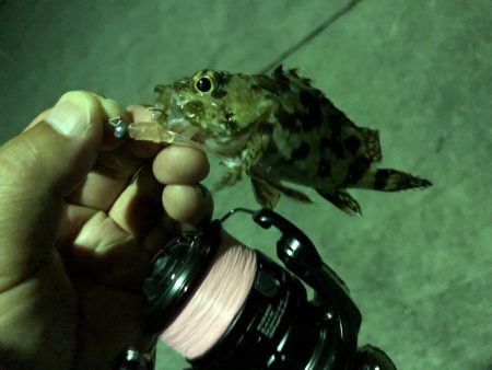 アジング？サビキ？