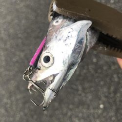 朝マズメ太刀魚調査