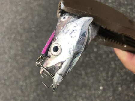 朝マズメ太刀魚調査