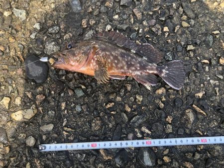 大雨の後で海は濁ってたけれど