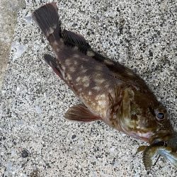 アコウ釣りその2