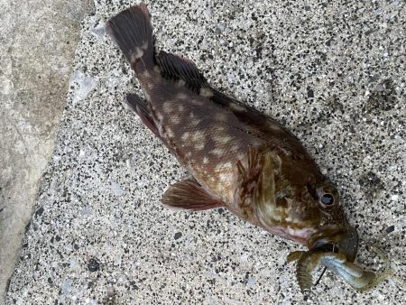 アコウ釣りその2