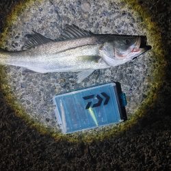 フッコ45cm ヒラメ35cm 粘りました