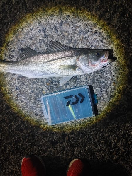 フッコ45cm ヒラメ35cm 粘りました