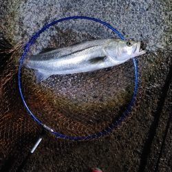 シーバスのサイズ測るの忘れたー