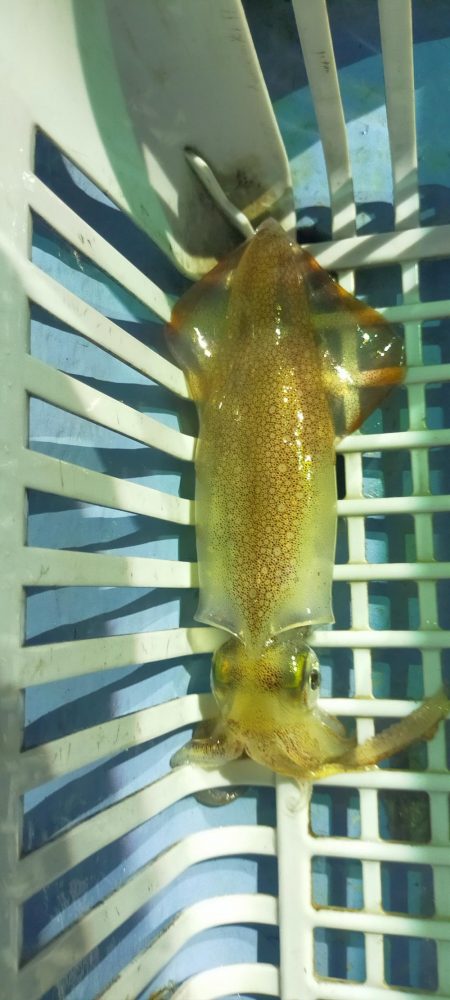 シロイカ活性ダウン