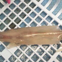 シロイカ台風前