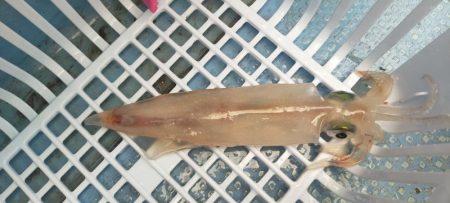 シロイカ台風前