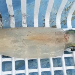 シロイカぼちぼち