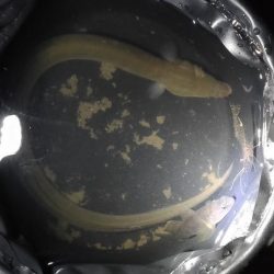 自転車うなぎ釣り