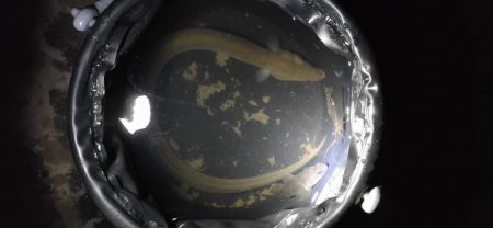 自転車うなぎ釣り