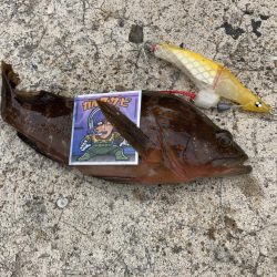 A.P.Pフィッシングガイドサービス デストロイモードにいい反応が得られましたし、ショアからライトに魚を確認できました。