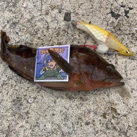 A.P.Pフィッシングガイドサービス デストロイモードにいい反応が得られましたし、ショアからライトに魚を確認できました。