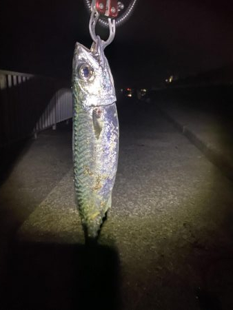 大サバ狙い〜ショアジギ