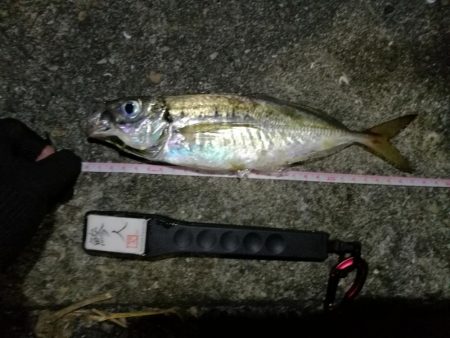 2021/07/31 南港アジング