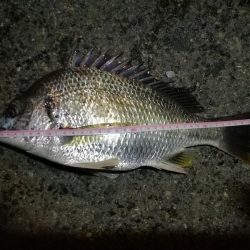 2021/08/01 南港ヘチ釣り