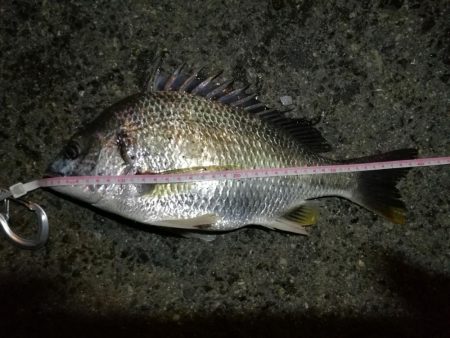 2021/08/01 南港ヘチ釣り