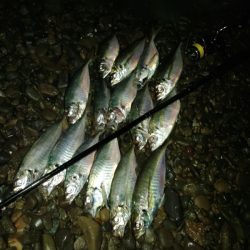 (尺アジ)フロートゲーム