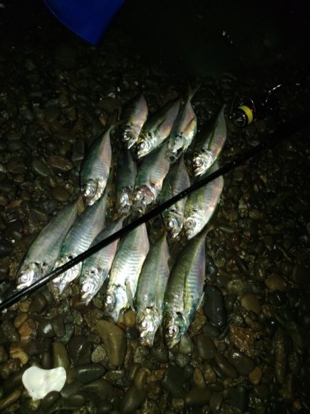 (尺アジ)フロートゲーム