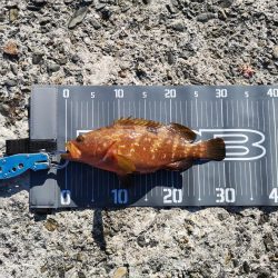 ロックフィッシュ