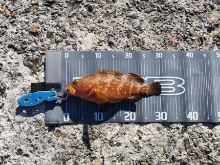 ロックフィッシュ