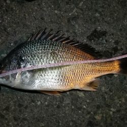 2021/08/04 南港ヘチ釣り