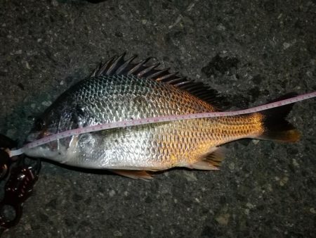 2021/08/04 南港ヘチ釣り