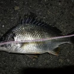 2021/08/06 南港ヘチ釣り