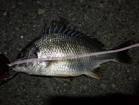 2021/08/06 南港ヘチ釣り