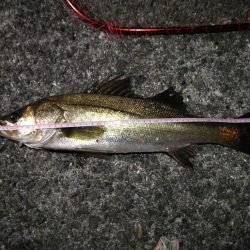 2021/08/07 南港ヘチ釣り