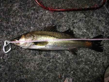 2021/08/07 南港ヘチ釣り