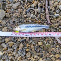 短時間チャビングでカワムツ好調でした！