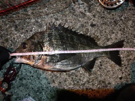 2021/08/10 南港ヘチ釣り