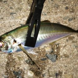 久しぶりの10匹