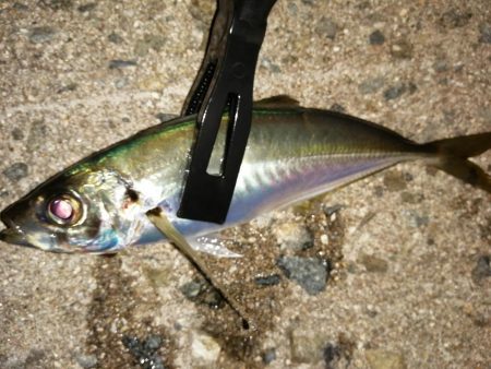 久しぶりの10匹