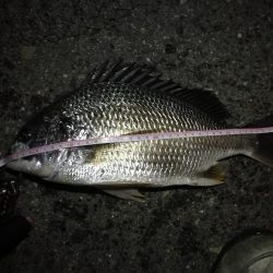 2021/08/15 南港ヘチ釣り