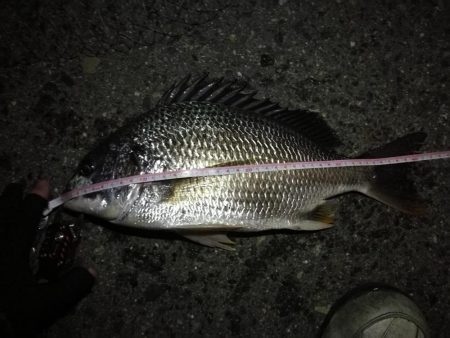 2021/08/15 南港ヘチ釣り