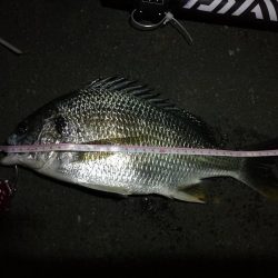 2021/08/25 南港ヘチ釣り