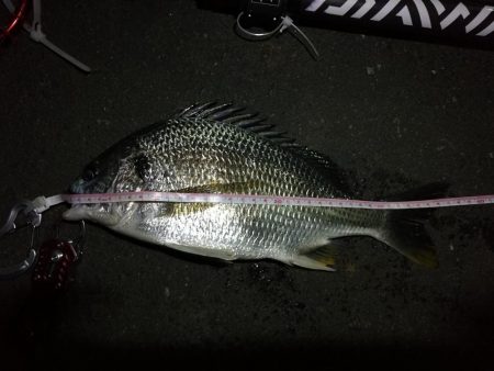 2021/08/25 南港ヘチ釣り