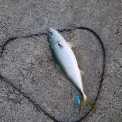 ショアジギングで青物