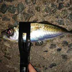 数は釣れましたが。