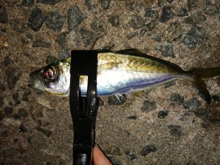 数は釣れましたが。