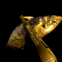 早朝アジングin大阪舞洲