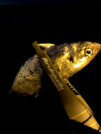 早朝アジングin大阪舞洲